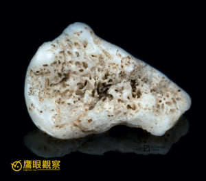 來自澎湖群島的海洋碎片與回憶 Shell coral calcium Penghu Republic of China