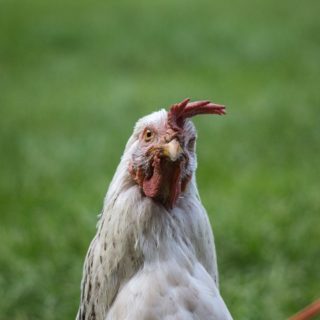 selective focus photography of white chicken