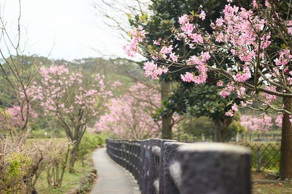 新北三芝吉野櫻花季3月盛開，走訪三生步道尋覓春天氣息