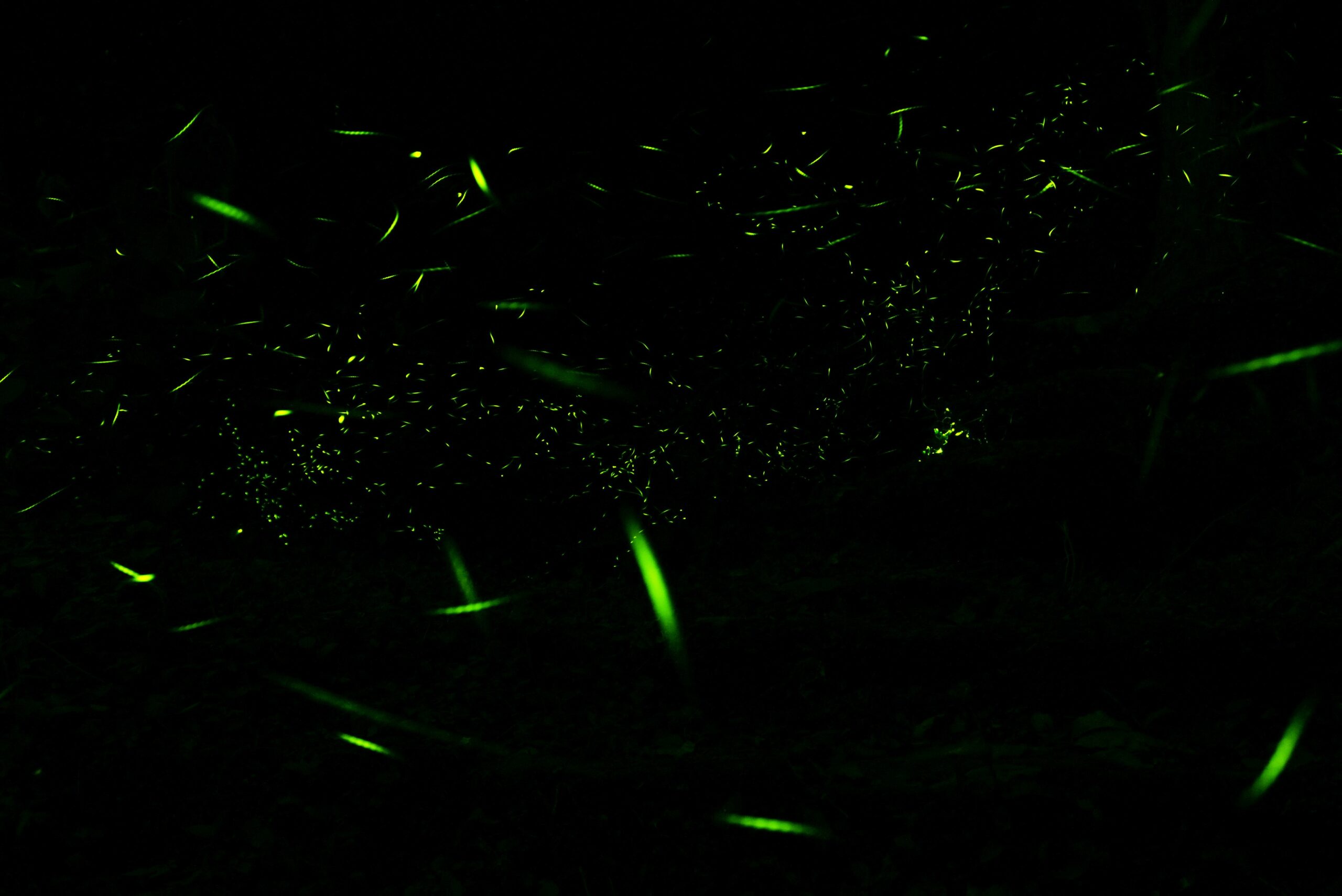 陽明山國家公園的夏日螢火蟲光芒