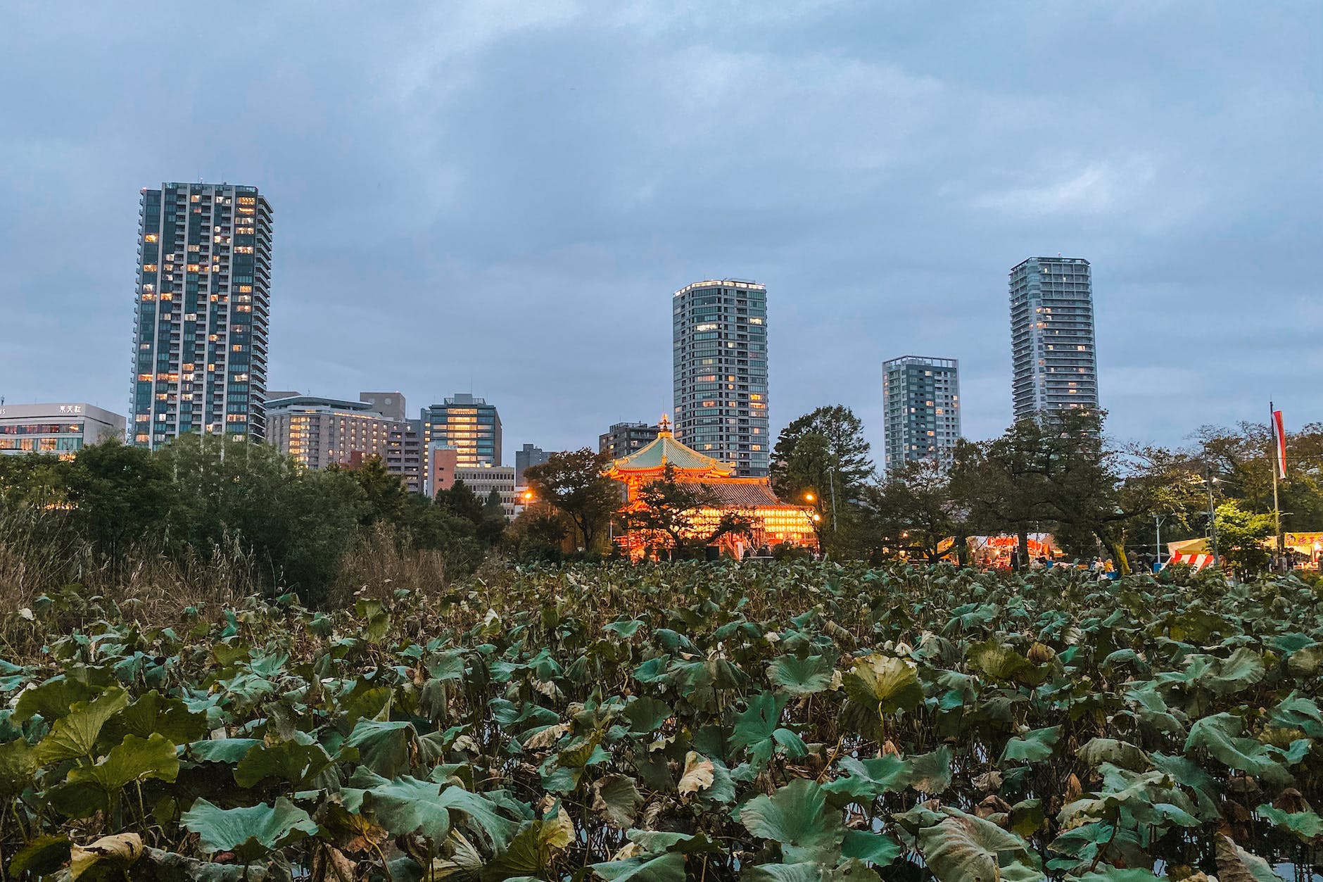 探索東京:熱門景點與必遊地點 4 上野公園(Ueno Park)的荷花池