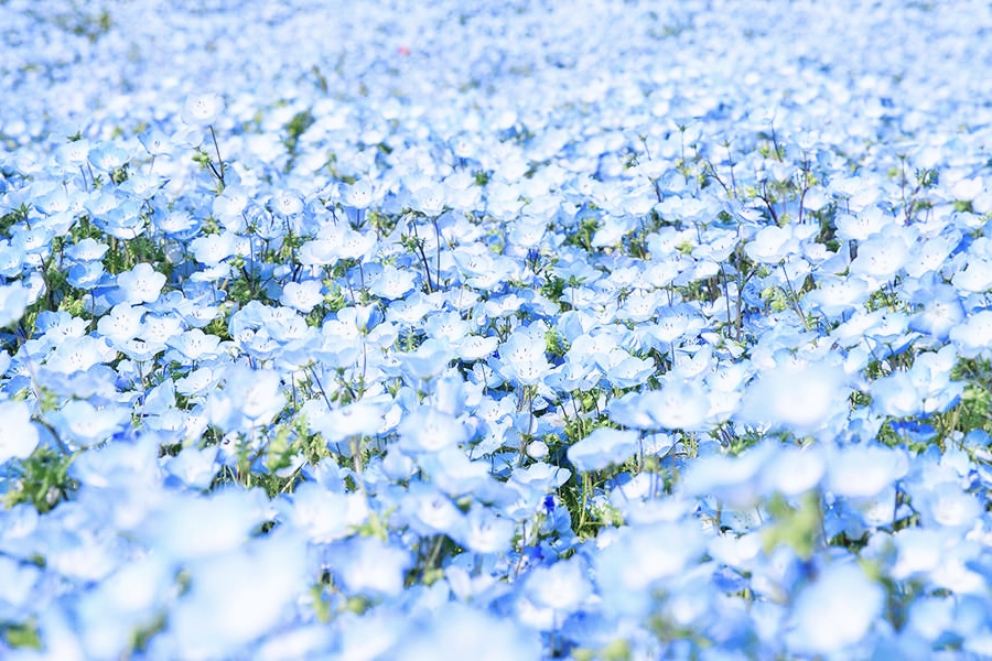 日本茨城粉蝶花海即將滿開！2025春季必訪浪漫花田攻略
