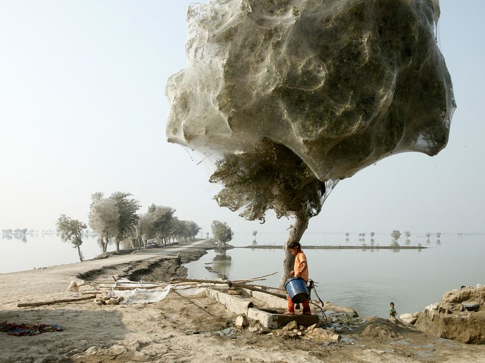樹木上的巨型蜘蛛巢/國家地理攝影 National Geographic
