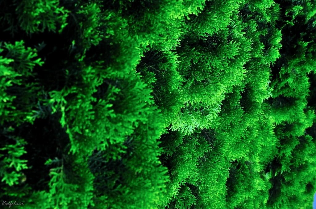 淡水紅毛城的綠柏樹叢