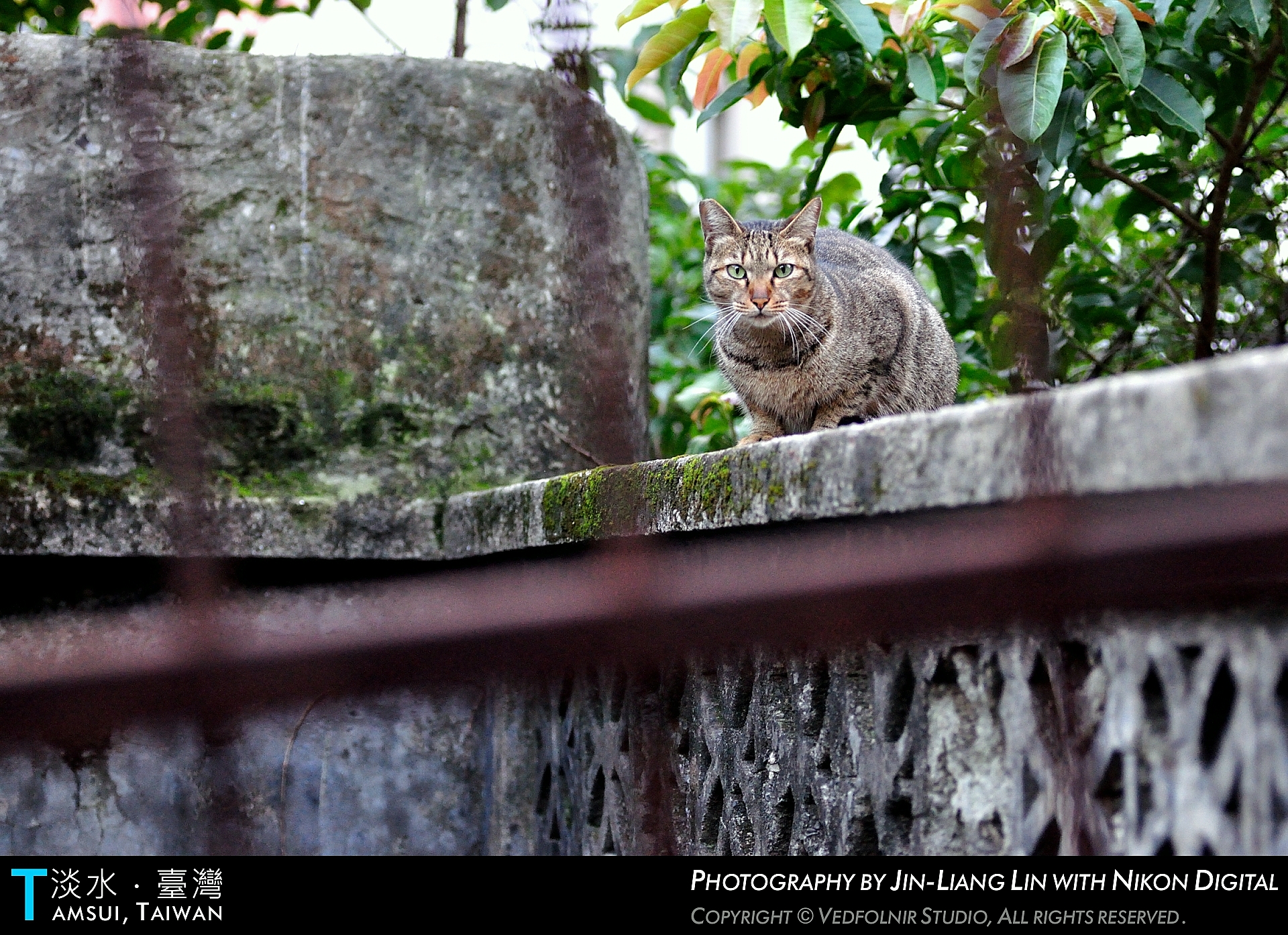 淡水老街深處充滿野性霸道的流浪貓