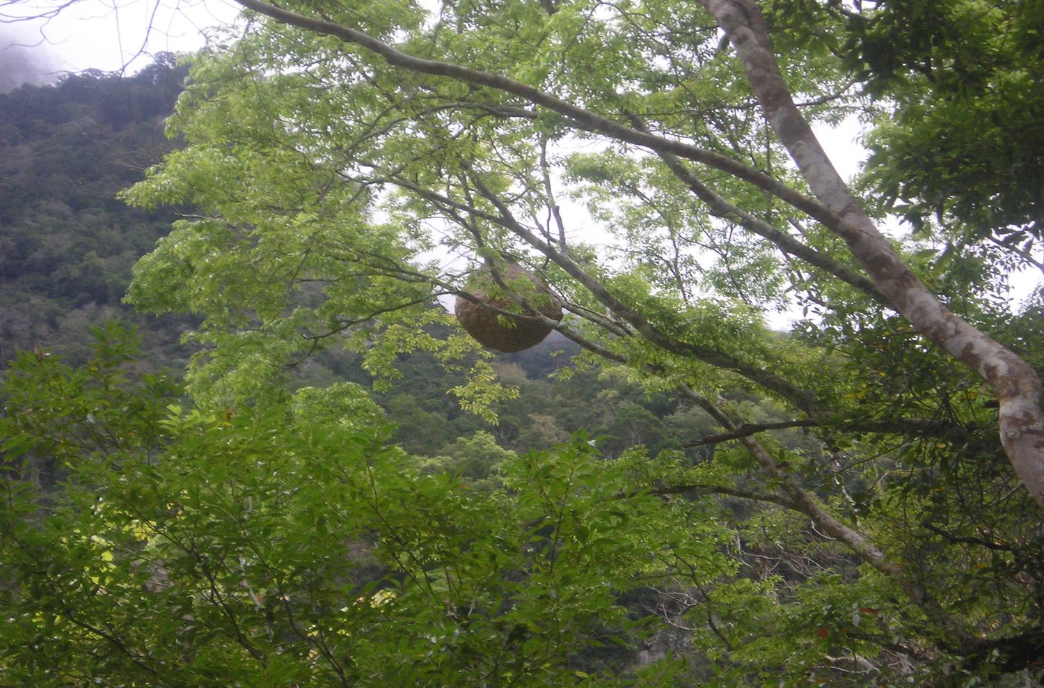 花蓮南安瓦拉米步道有野生虎頭蜂出沒 野外行進請小心