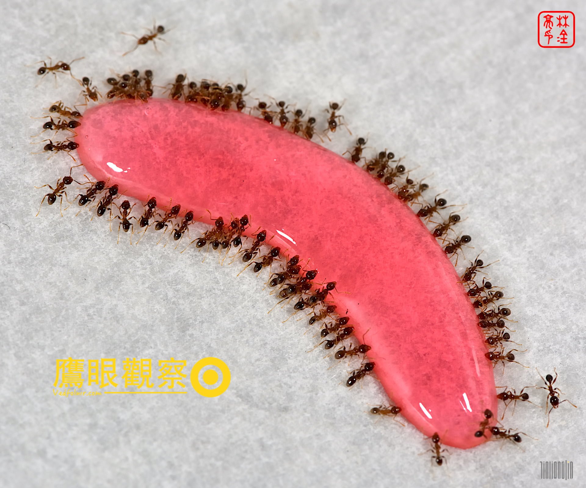 優品蟻絕劑除蟻膏之螞蟻藥(除蟲劑)使用心得